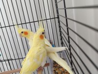 Dişi Sultan Papağanı