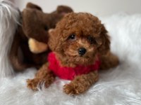 Mini Poodle Yavrular