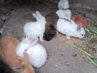 Yerli ırk tavşanlar