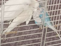 Ev Üretimi Muhabbet Kuşu Tamamen Evcil Takımlarda Var Üreyen