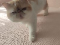 4 yaşında 3 doğum yapmış exotic shorthair sıfır burun kısır değil