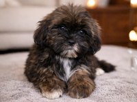 Nadir altın çikolata shih tzu yavru – 10 ocak doğumlu