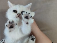 Sürmeli ve yeşil gözlü dişi british yuvasına hazır