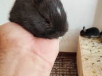 Safkan Black Silver Cüce Tavşan Yavrular