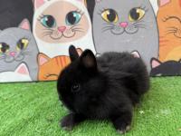 Safkan Cüce Tavşan Yavrular