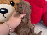 Cinnamon Chocolate Bicolour Bebek Kedilerimiz