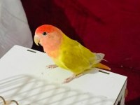 Dişi sevda papağanımız yeni sahibini arıyor