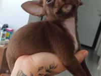 2.5 aylık erkek çikolata bebek chihuahua