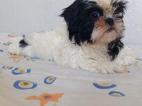 Ev Ortamında Büyüyen Shih Tzu Köpekler