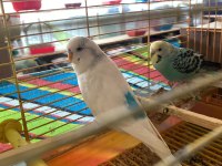 Muhabbet kuşu çift