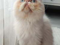 Safkan İran Kedisi Red Point 8 Aylık Erkek