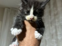 Dev Maine Coon Yavrular Yeni Yuvalarına Hazır