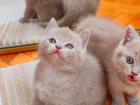 Gri Lilac Dişi Erkek Yavru Kediler