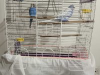 2 adet erkek muhabbet kuşu satılık