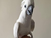 Umbrella Kakadu Full + Full Evcil