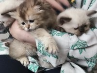 Cins Kedi Sağlık Sorunları Yoktur