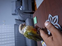 Konur Papağanı Tam Bir Oyuncu