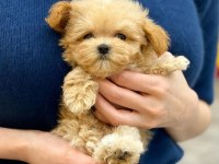 Maltipoo köpek yavruları