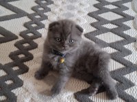26 Nisan Doğumlu Scottish Fold Kediler