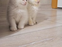 Üst Soy Show Kalite Dişi Ve Erkek Her Kodda Yavru Kediler