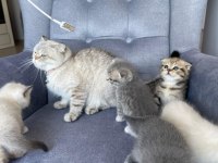 Scottish Fold Yavru Dişi Kedimiz