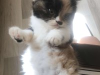 Kedimizi sahiplenmek ister misin