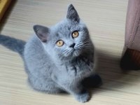 Klasik blue renk british shorthair dişi yavru