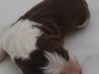 Border collie siyah beyaz ve kahve beyaz yavrular