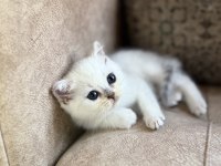 Full Şecereli Anne Babasını Özel British Bebeği