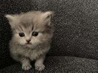 Dişi Ve Erkek 45 Günlük Yavru Kediler