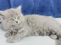 2 Aylık Kızımız British Longhair