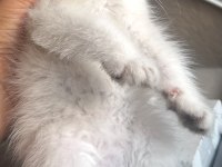 British Blue Point Erkek 1.5 Aylık Kedimiz