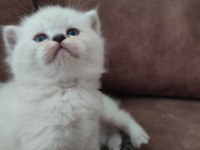 Ayi Surat British Shorthair Yavrular