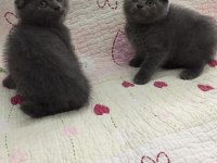 Bal küpü scottish fold bebeklerim