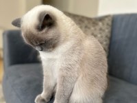 1,5 Yaşında Kısırlaştırılmış British Shorthair Kızımız