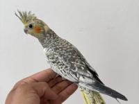 Sultan papağanı sahiplendirilecektir