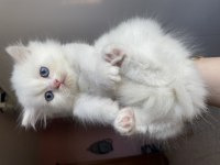 Safkan Beyaz British Longhair Erkek