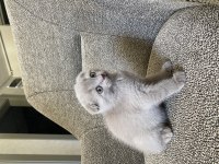 Scottish Fold Yavrusu