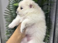 Dişi Pomeranian Köpeği