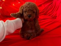 Safkan Toy Poodle Köpek Yavruları