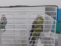 Yavru muhabbet kuşu