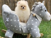 Pomeranian Boo Sevimli Yavrular