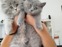 İran Ve British Kırmaları Kediler