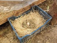 Amerikan Ördeği Yumurtası