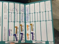 Ücretsiz Maltese Terrier