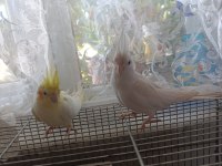 Albino & Lutino Takım Sultan Papağanı