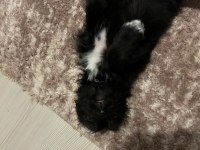 3 aylık yavru köpeğimiz eşyaları ile birlikte verilecektir