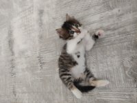 Kedimize Merhametli Bir Yuva Arıyoruz