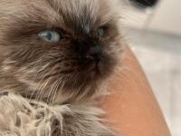 65 Günlük Yavru Kedimiz