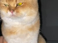 British Golden Kedimiz